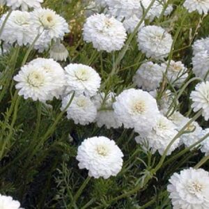 ΧΑΜΟΜΗΛΙ - Chamaemelum Flore Pleno