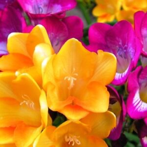 ΦΡΕΖΙΑ - Freesia