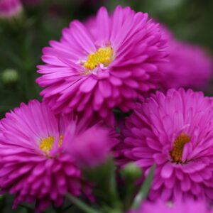 ΑΣΤΕΡ - Aster