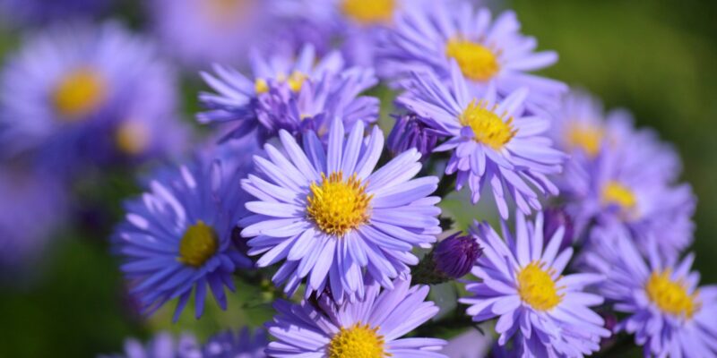 asters-9870320 (Large)