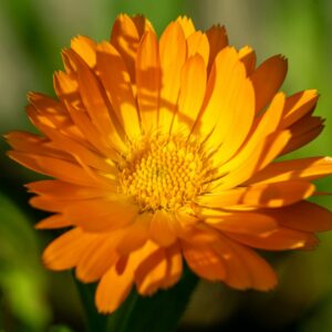 ΚΑΛΕΝΤΟΥΛΑ - Calendula Officinalis Asteraceae