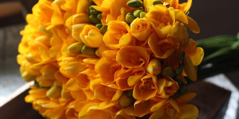 freesia-3237087_1920