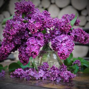 ΠΑΣΧΑΛΙΑ - Lilac