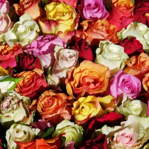 ΓΑΡΥΦΑΛΛΟ - CarnationΤΡΙΑΝΤΑΦΥΛΛΟ - Rose