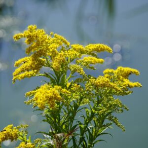ΣΟΛΙΔΑΓΟ - Solidago